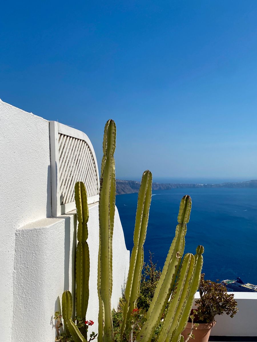 green cactus plant near white concrete wall